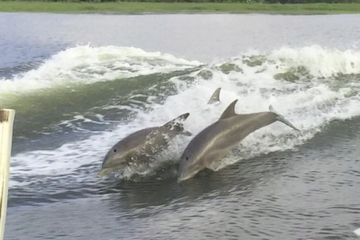 Zwei Delfine springen durch das Kielwasser eines Bootes.